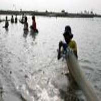 Suara Hati Sesepuh Perhimpunan Petambak Plasma Udang Windu Lampung