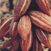 Perusahaan Coklat Kakap Berbondong-bondong Masuk RI