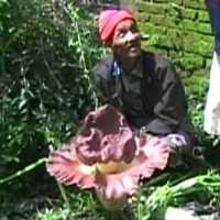 Bunga Bangkai Hebohkan Warga Magelang