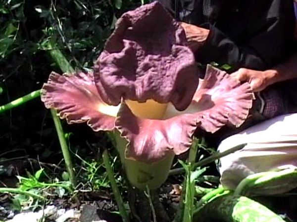 Bunga Bangkai Hebohkan Warga