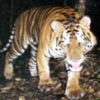 Harimau yang Tertangkap di Bengkalis Akhirnya Tewas