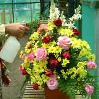 BALITHI Akan Kembangkan 6 Varetas Bunga Krisan