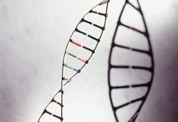 Gen Penyebab Laki-laki Tidak Subur Ditemukan