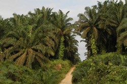Perkebunan Sawit di Riau - Bagian 1