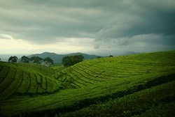 Pagaralam yang alami