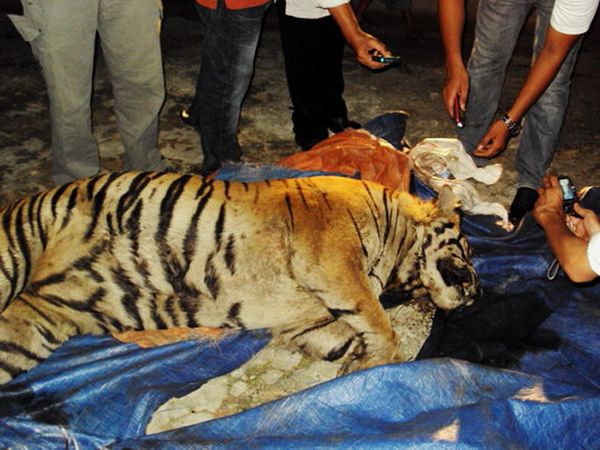 Harimau Mati Dalam Perangkap