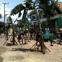 Protes Jalan Rusak, Warga Bulak Tanam Pohon Pisang 
