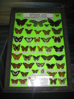 Dari Jakarta ke Pondok Remaja Rhino