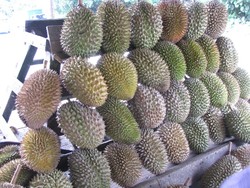 Menikmati Durian di Brastagi