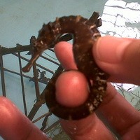 Diminati Pasar Ekspor, Budidaya Kuda Laut Belum Dilirik