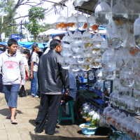 Pemerintah Galakkan Ekonomi Ikan Hias