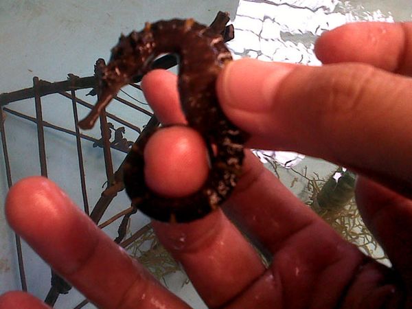 Diminati Pasar Ekspor, Budidaya Kuda Laut Belum Dilirik