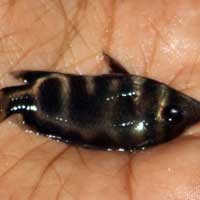 Warga Banyuwangi Temukan Ikan Hias Berlafal Allah