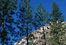 Ekstrak Batang Pinus Tak Terbukti Atasi Hipertensi