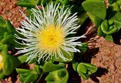 Tanaman yang Bisa Naikkan Mood dan Mengurangi Lapar