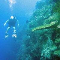 Surga di Pulau Menjangan