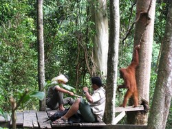 Orang Utan, Sensasi Pagi di Bukit Lawang