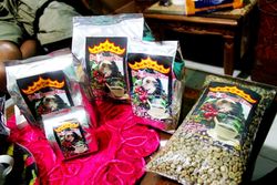 Menikmati Kopi Luwak Khas Kota Liwa Menikmati Kopi Luwak Khas Kota Liwa