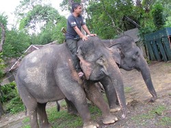 Mengendarai Ardana di Tangkahan