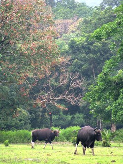Kesenangan Utuh di Ujung Kulon