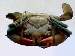 Memilih Kepiting Segar