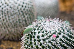 Rumah Kaktus Bali Botanical Garden