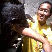 Dari Raja Parkir Menjelma Jadi Raja Luwak