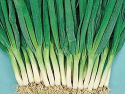 Daun Bawang, Taburan yang Bergizi