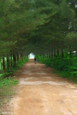 Ratusan Sapi Hijaukan Bumi Bangka