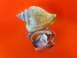 Gong-gong, si Keras yang Lembut