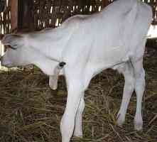 Anak Sapi Berkaki Lima Gegerkan Warga Pasuruan