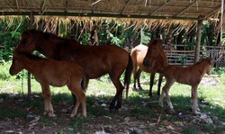 Susu Kuda Liar, Doping dari Sumbawa