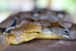 Pulau Penyu, Alternatif Wisata Tanjung Benoa yang Menyenangkan