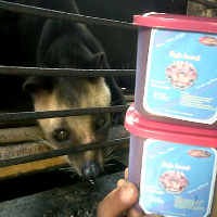 Korea Demam Kopi Luwak, Secangkir Mungil Dihargai Rp 400.000