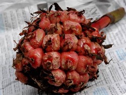 Parede: Masakan Ikan Asam Pedas khas Palopo 