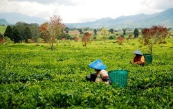 Melihat Lebih Dekat Pengolahan Teh