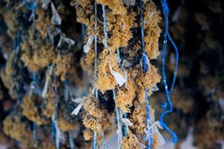 Senja di Kebun Rumput Laut Timbis