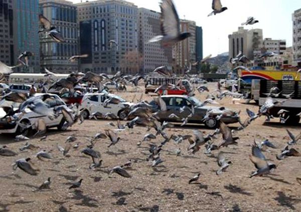 Burung-burung Masjid Nabawi