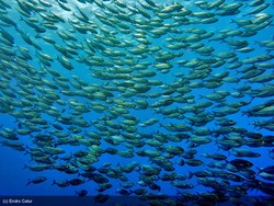 Cuci Mata di Bawah Laut Desa Opiaref