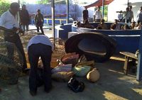 Polisi Gerebek Judi Sabung Ayam