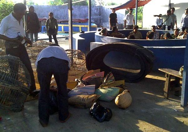 Polisi Gerebek Judi Sabung Ayam