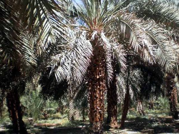 Kebun Kurma Madinah