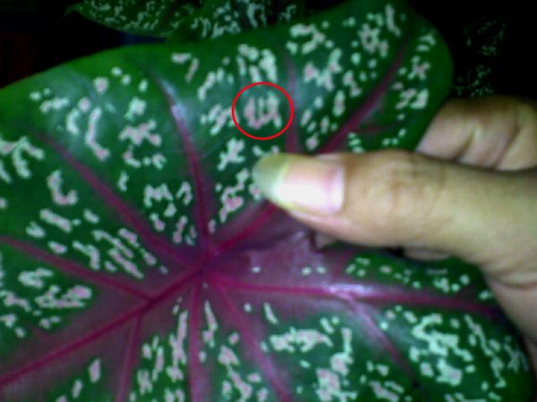 Caladium Berlafaz Allah