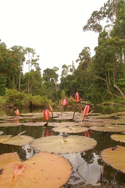 Taman Nasional Bukit Tigapuluh (TNBT)