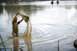 Panen Ikan Bersama di Teban Lebar, Pagaralam