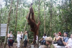 Moment Penting Di Taman Nasional Tanjung Puting