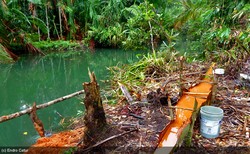 Jutawan Bersahaja dari Hutan Wabudori