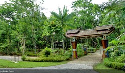 Surga Kecil bagi Burung dan Anggrek Papua
