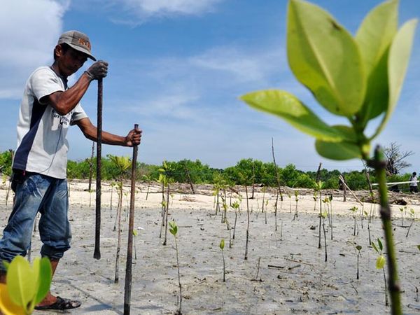 Cinta Lingkungan Tanam Bakau