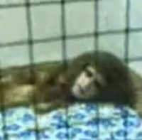 Video Leak Tertangkap Hanya Hoax